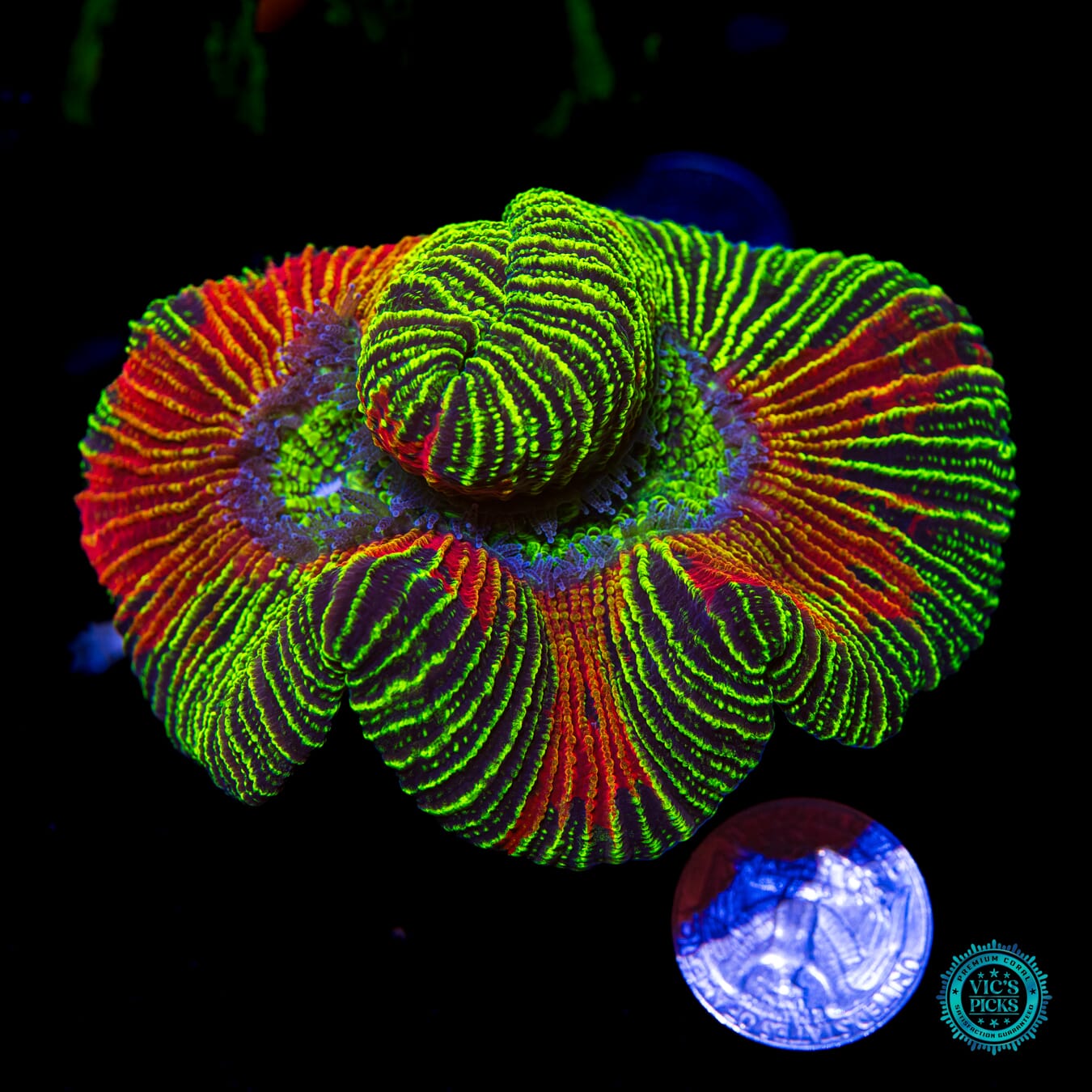 Wicked Reverberation Trachyphyllia - Actinic Photo