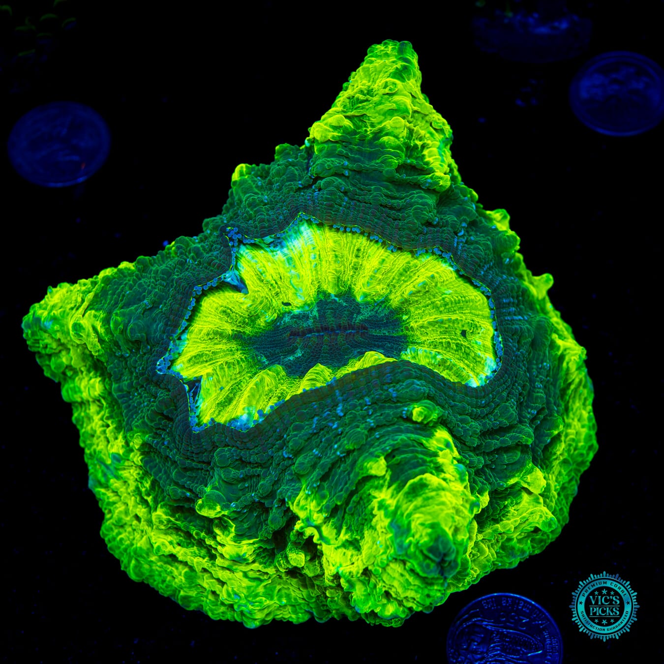 Hulk Smash Acanthophyllia - Daylight Photo