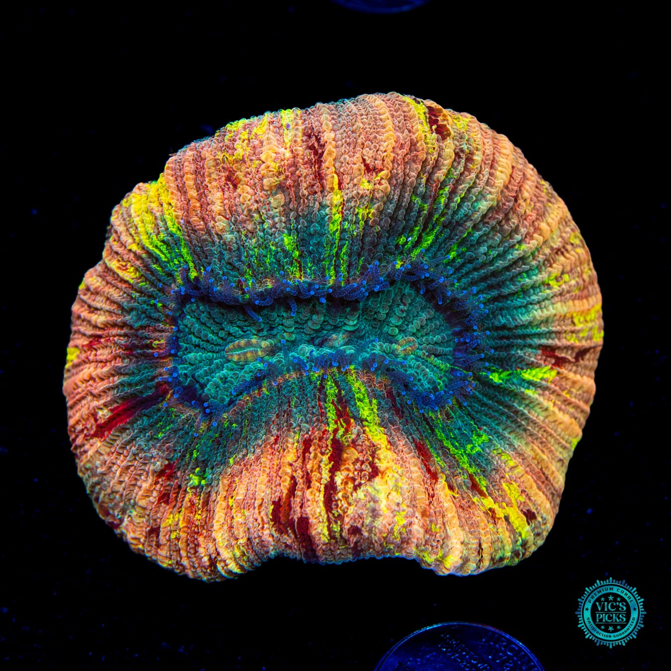 Peachtini Trachyphyllia - Daylight Photo