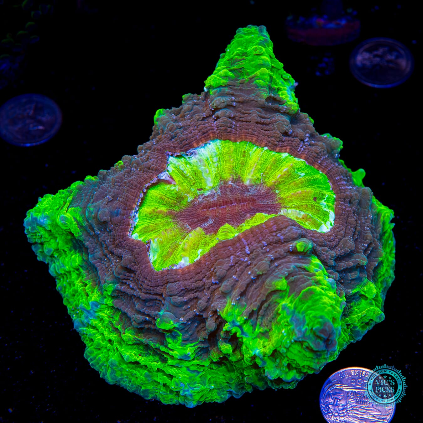 Hulk Smash Acanthophyllia - Actinic Photo