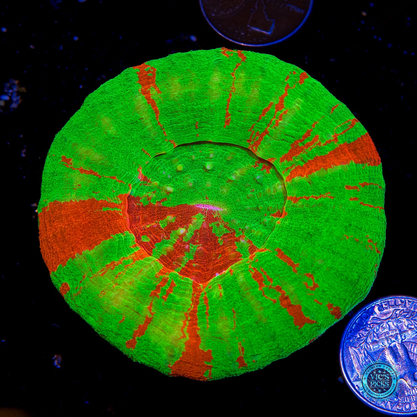 Blazing Bleeding Apple Scolymia - Actinic Photo