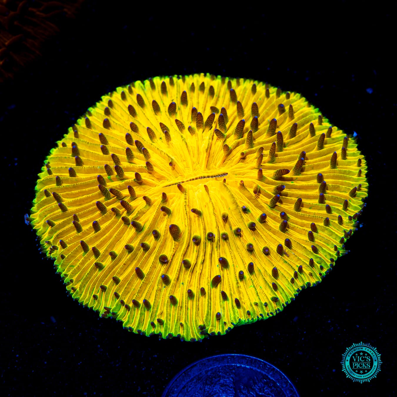 Electric Slide Plate - Daylight Photo