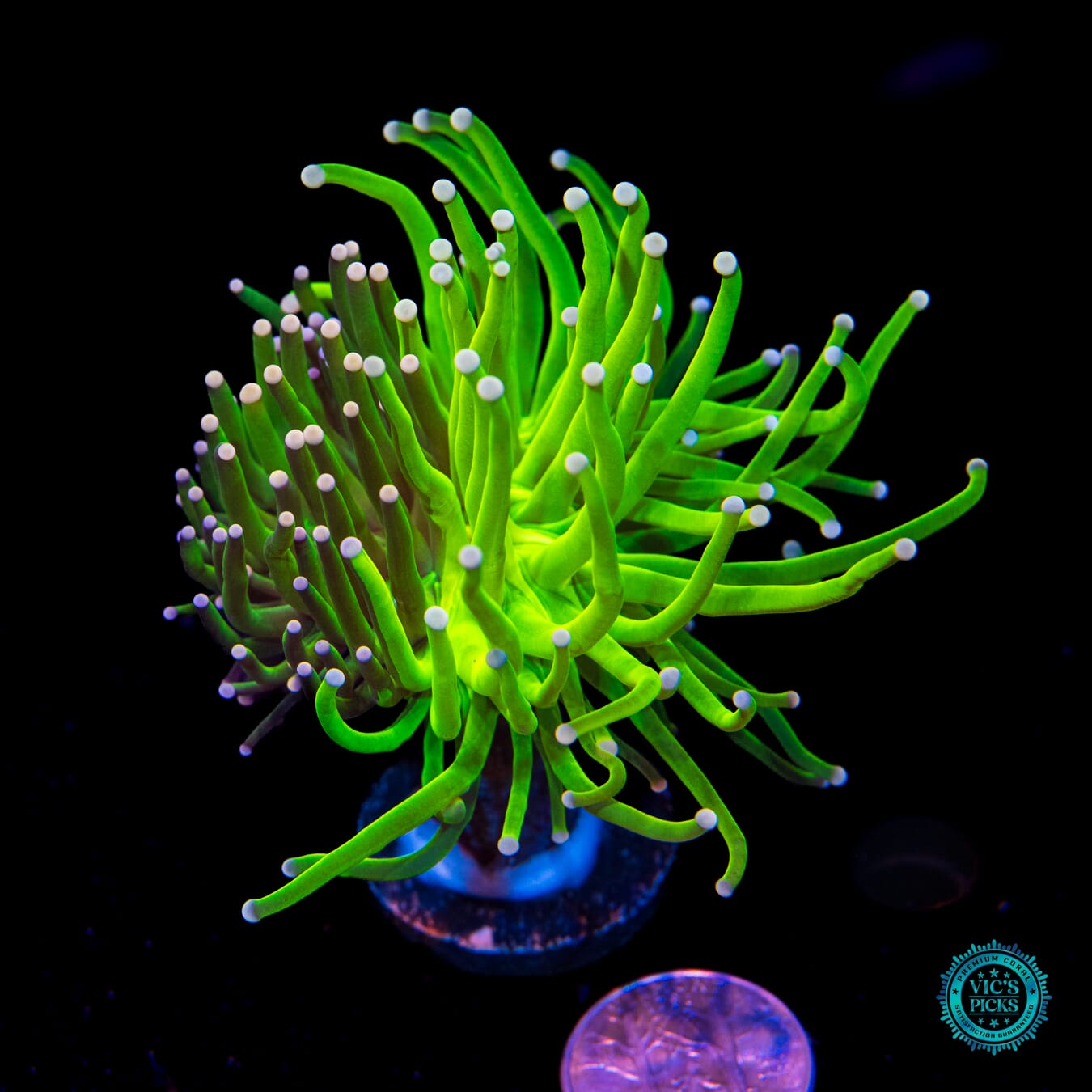 Grafted Jade Serpent x Cotton Candy Torch - Actinic Photo