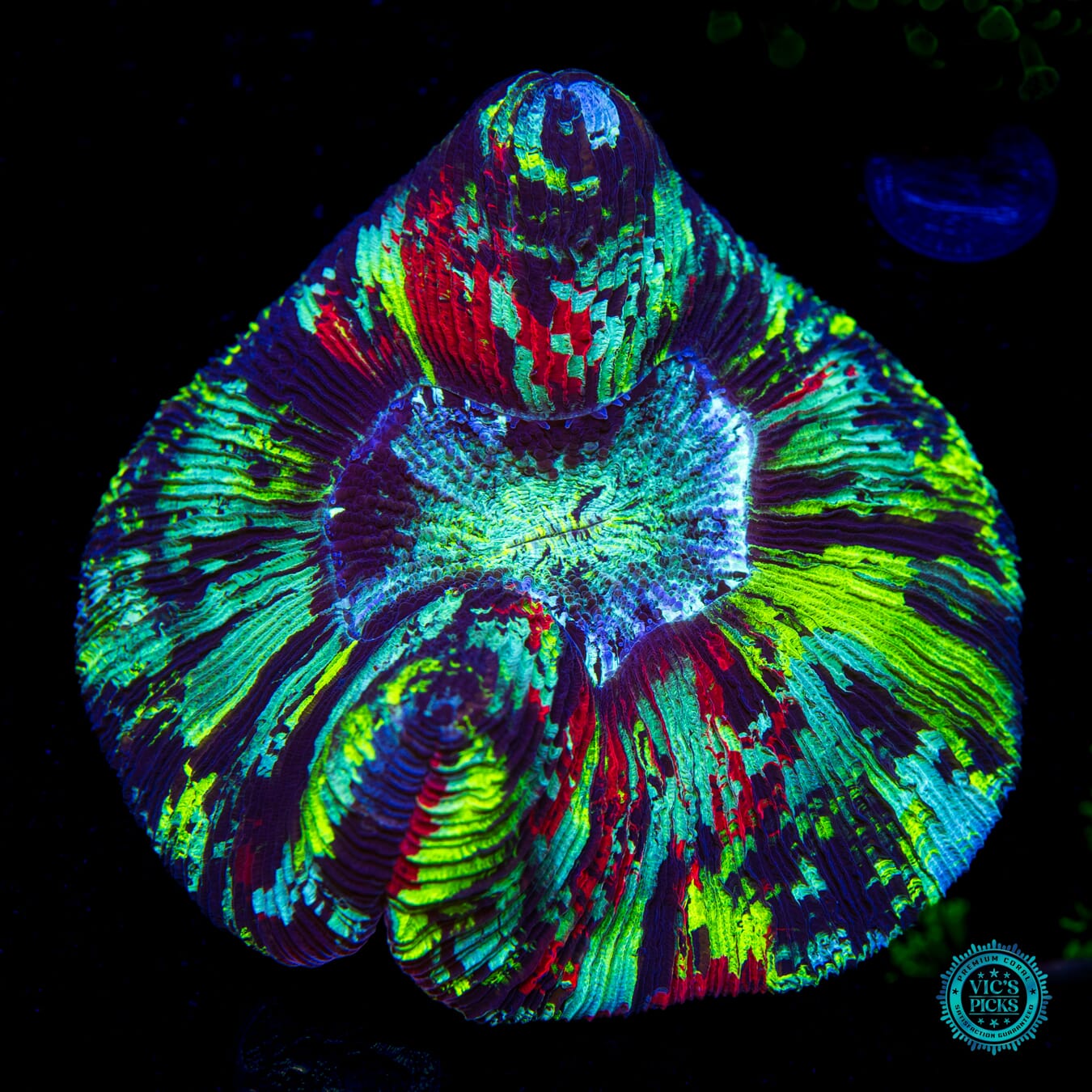 Rainbow Bridge Trachyphyllia - Daylight Photo