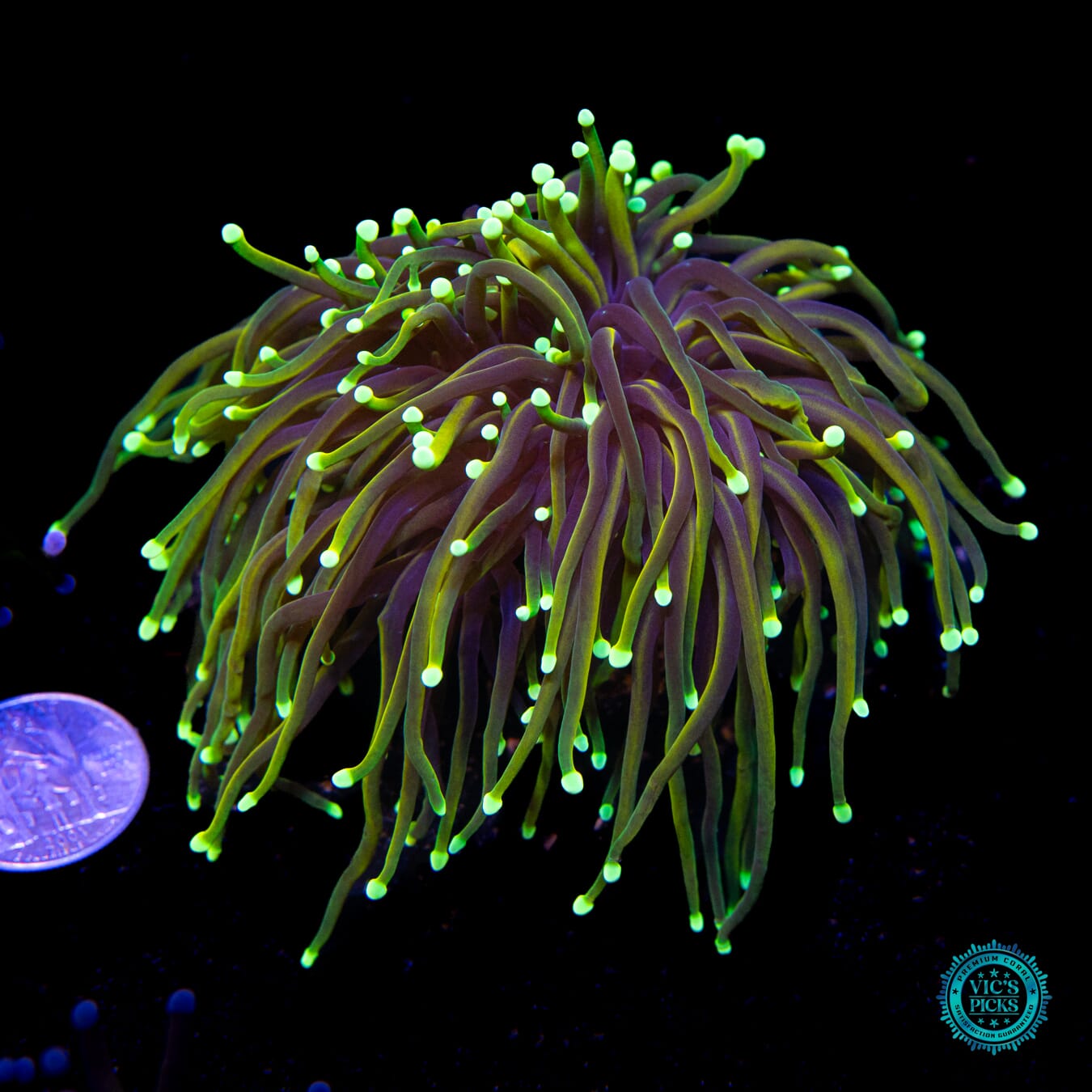 Juicy Fruit Torch - Actinic Photo