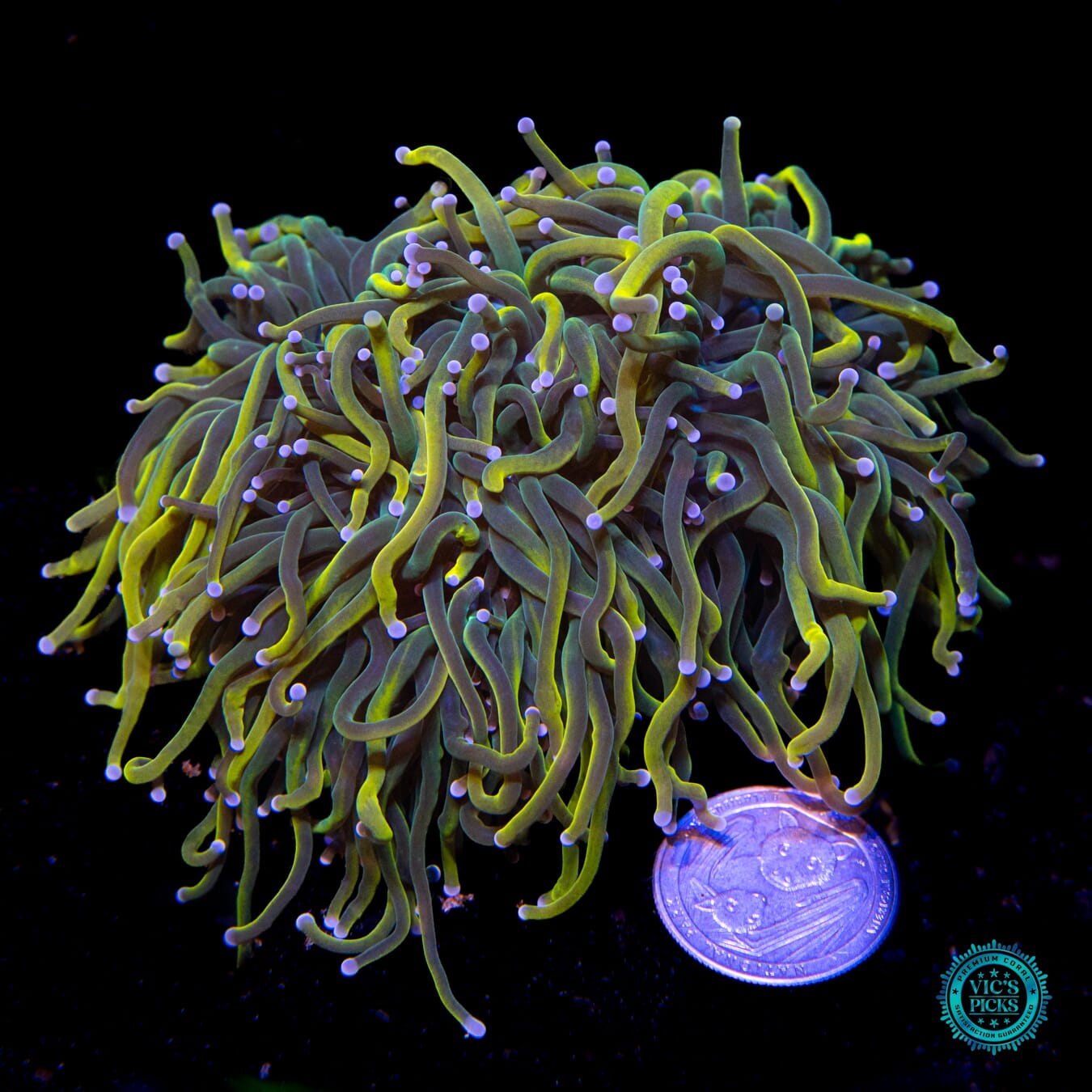 Rapunzel Torch - Actinic Photo