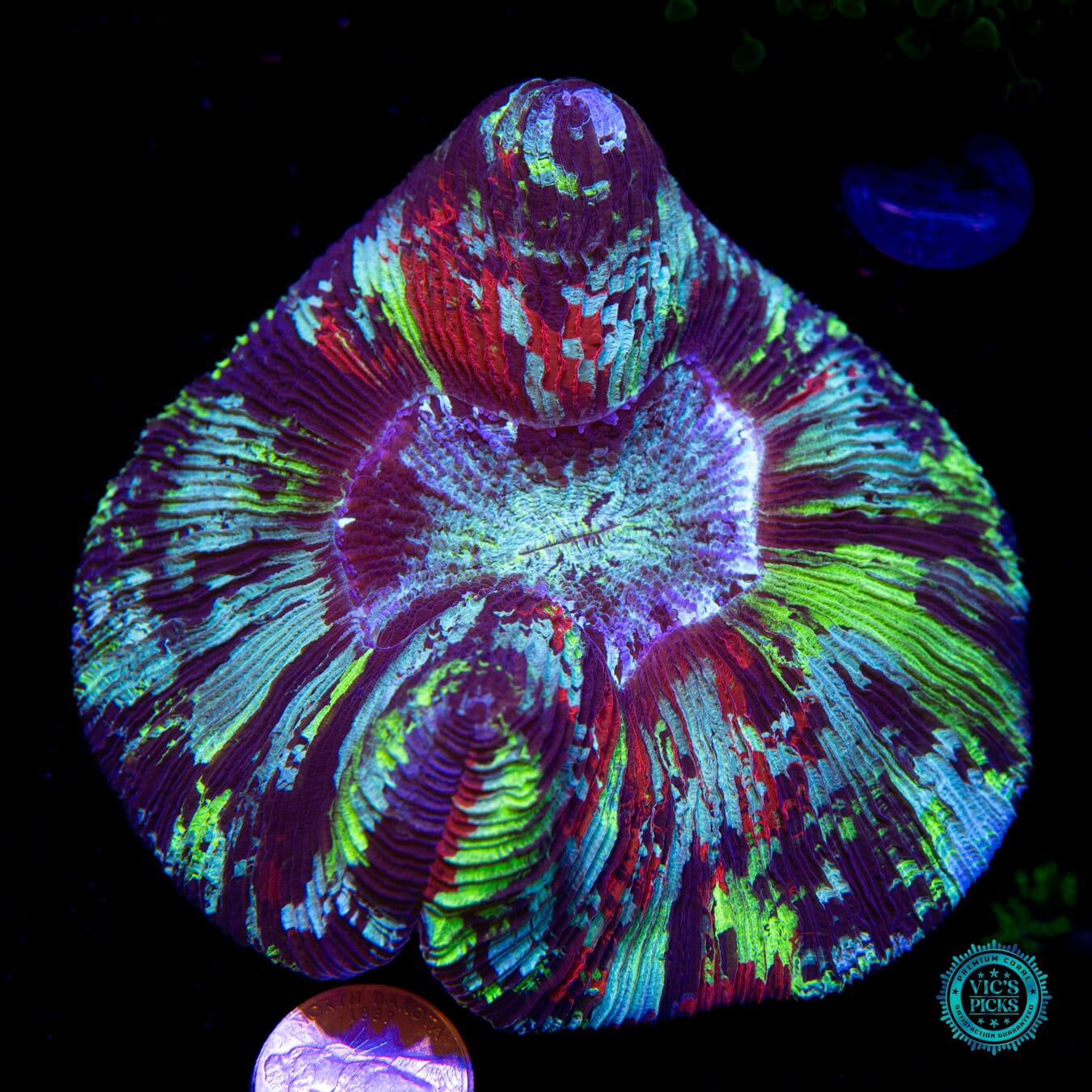 Rainbow Bridge Trachyphyllia - Actinic Photo