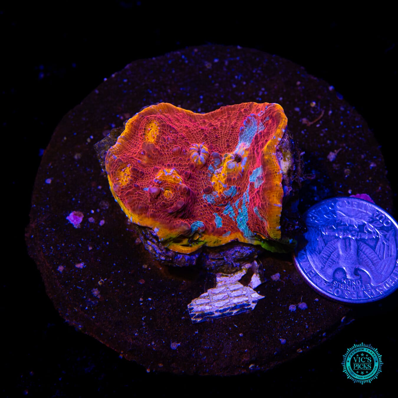 Tropic Thunder Rainbow Chalice - Actinic Photo