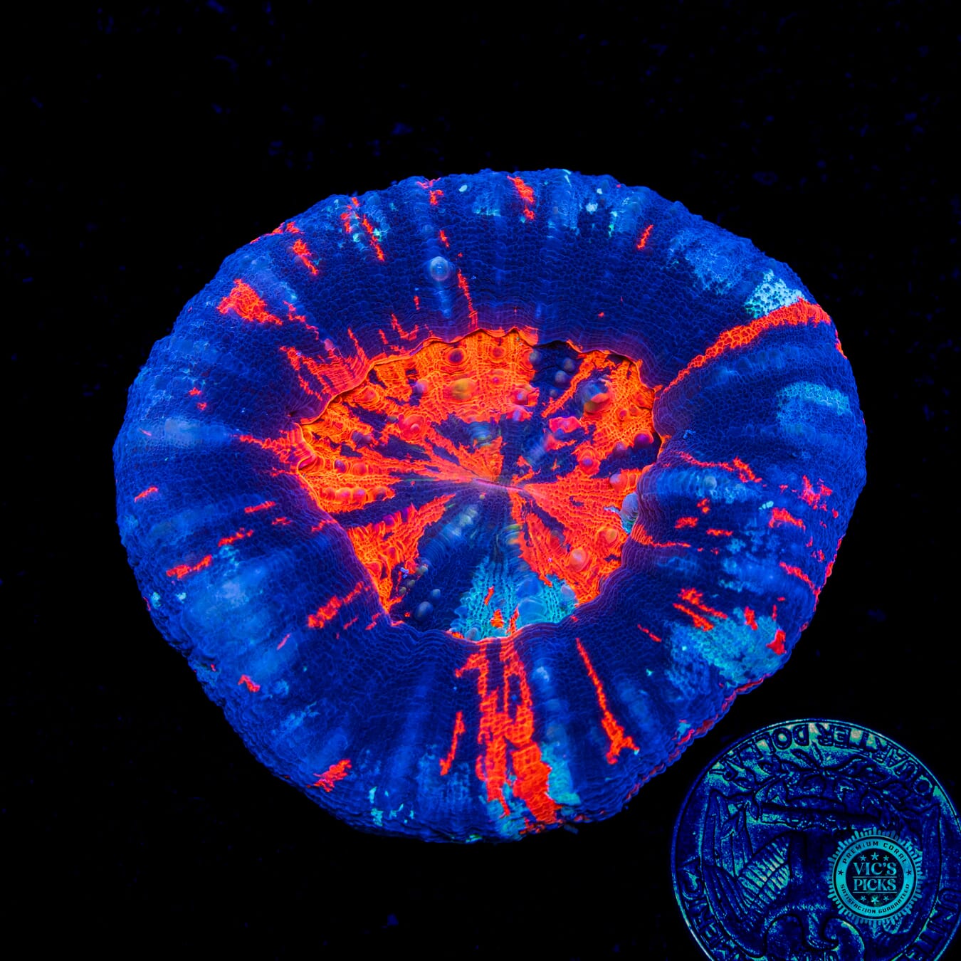 Crystallized Flame Scolymia - Daylight Photo