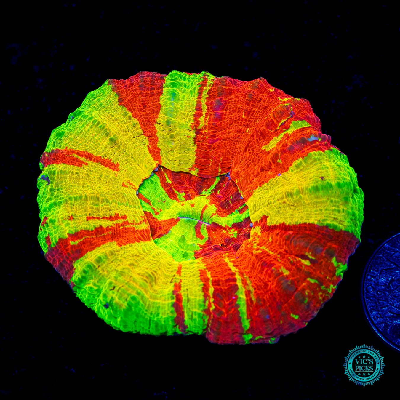 Bleeding Lemon Scolymia - Daylight Photo