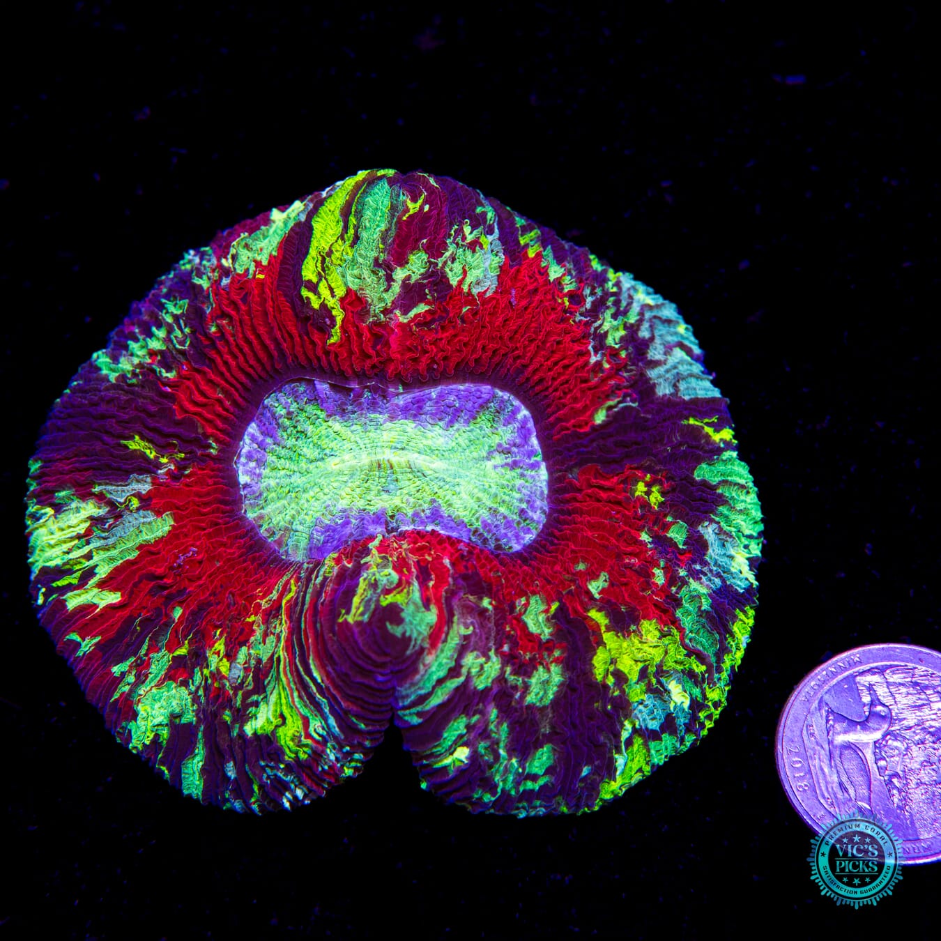 Electric Inferno Trachyphyllia - Actinic Photo