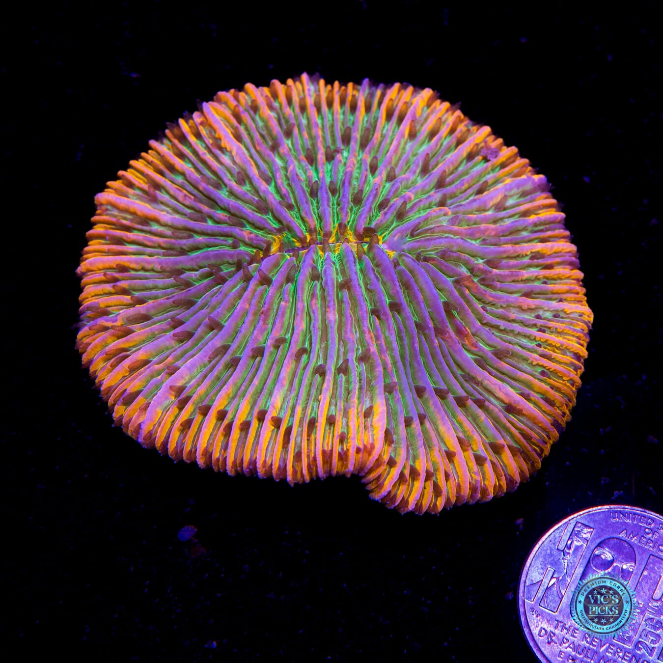 EDC Afterparty Plate - Actinic Photo