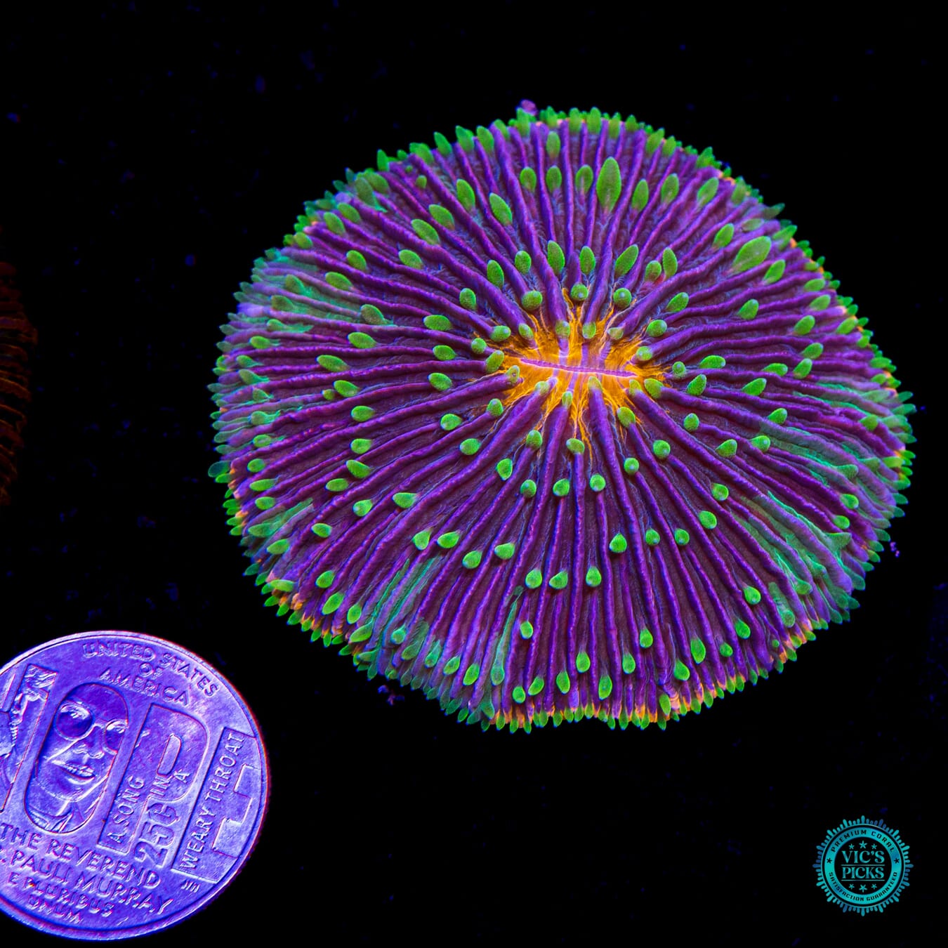 Droolinator Plate - Actinic Photo