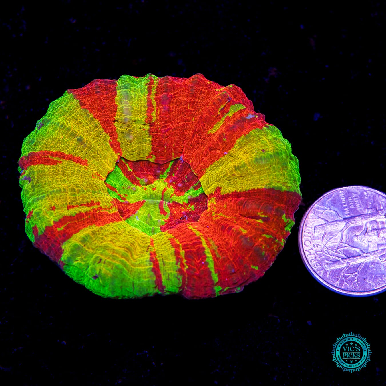 Bleeding Lemon Scolymia - Actinic Photo