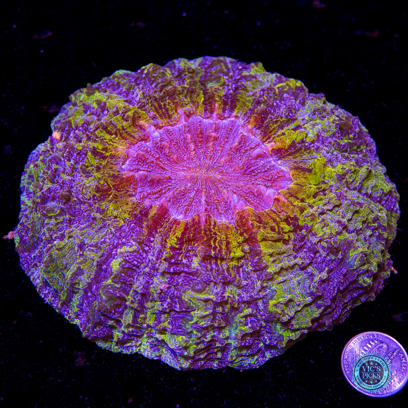 Craziest Cajun Acanthophyllia - Actinic Photo