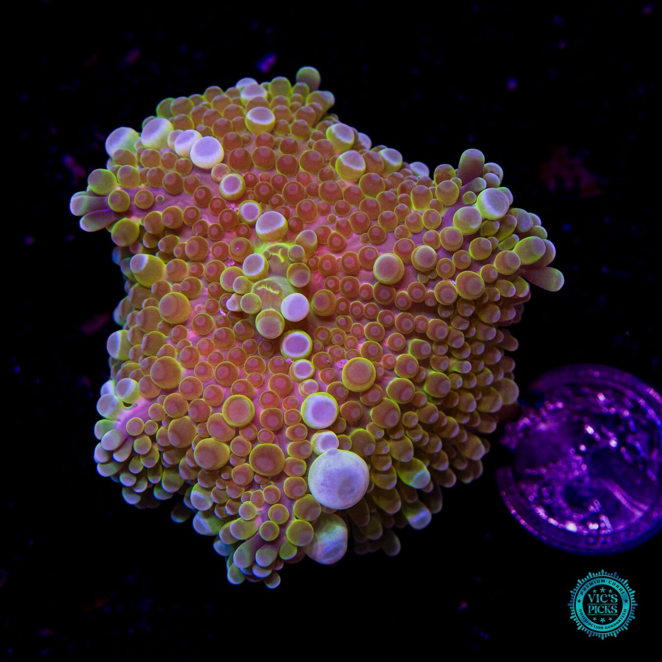 Golden Bubbles Yuma Mushroom - Actinic Photo