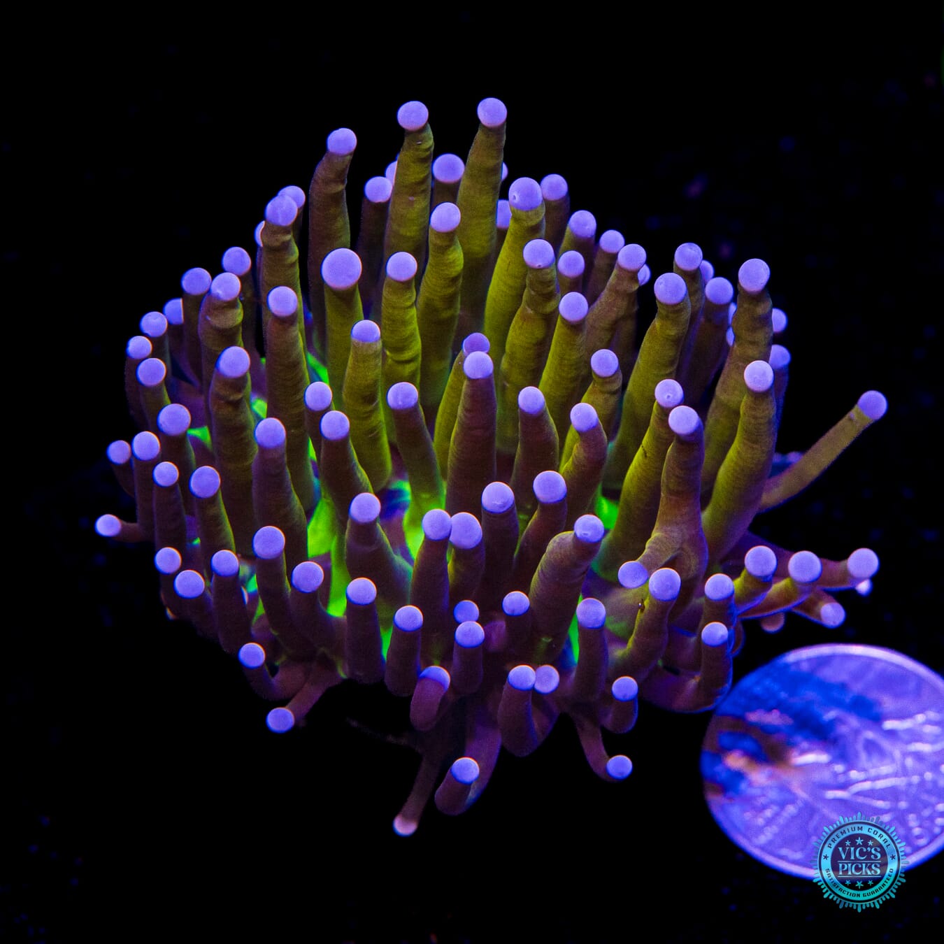 Fel Flame Torch - Actinic Photo