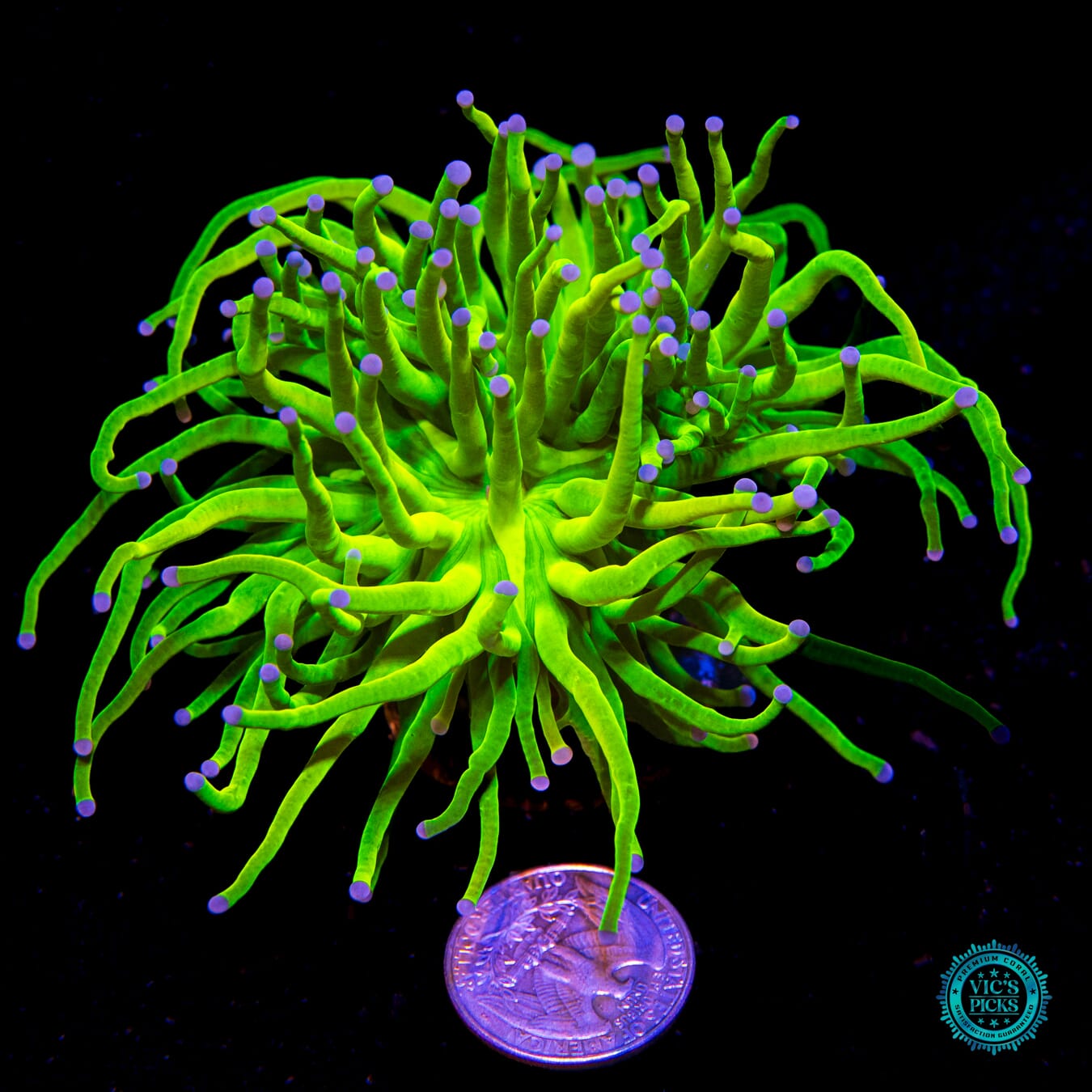 Banana Grail Torch - Actinic Photo