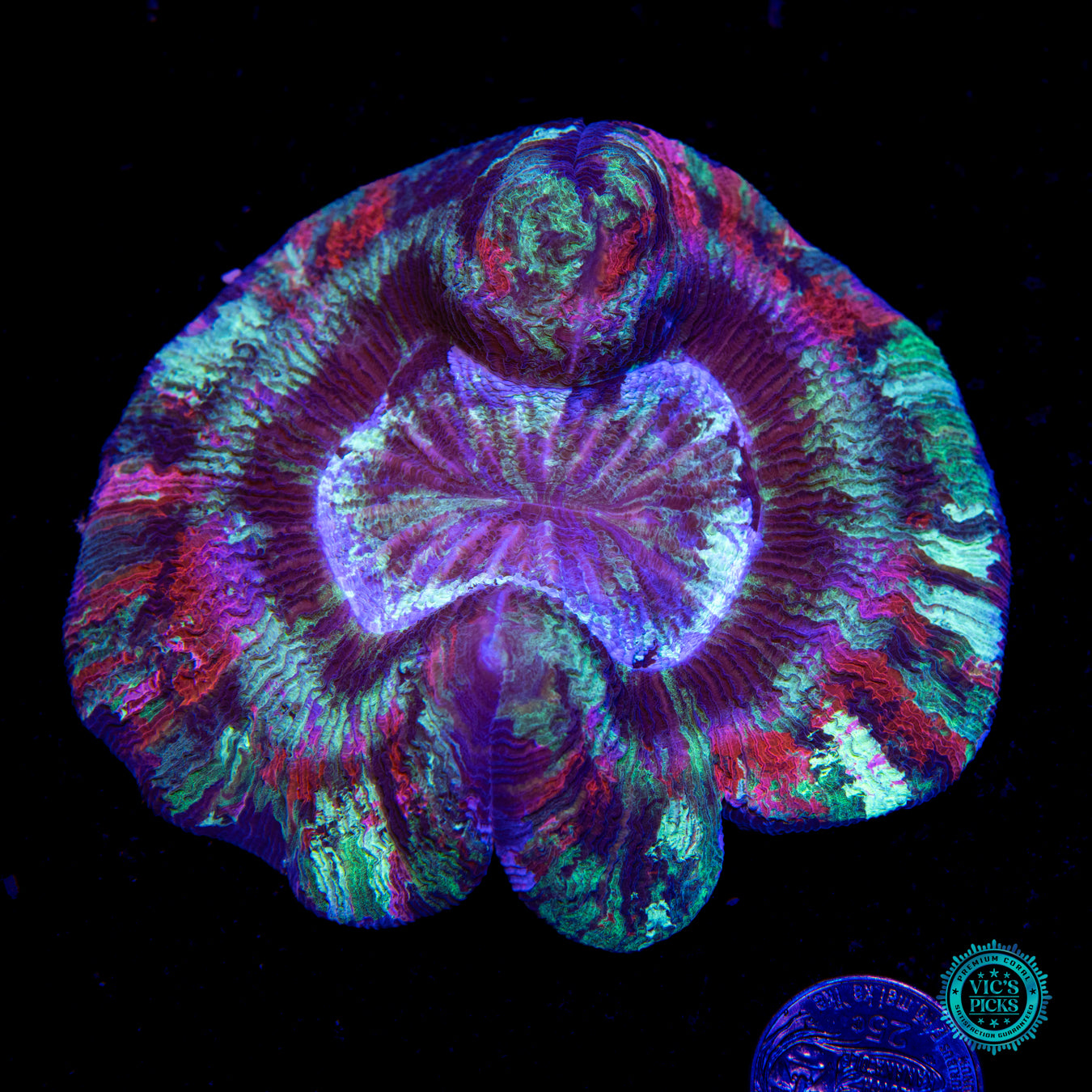 Seafoam Splatter Trachyphyllia