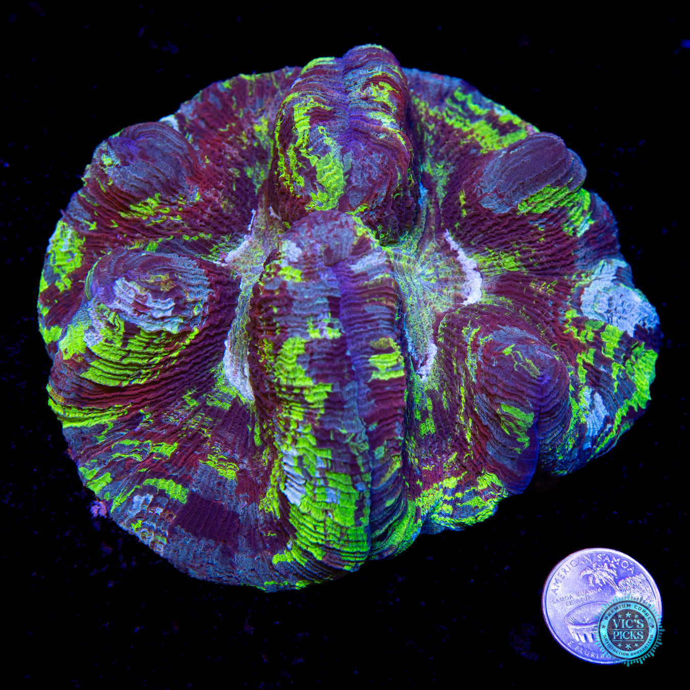 Spellbinder Trachyphyllia