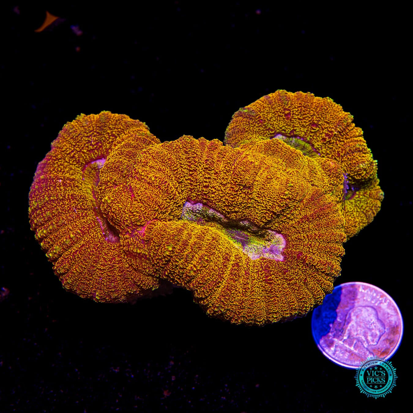 Golden Goblet Lobophyllia - Actinic Photo