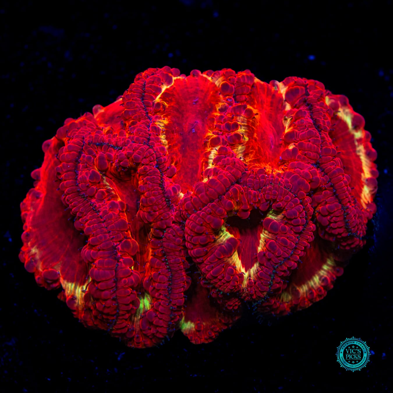 Molten Iron Rings Blastomussa - Daylight Photo