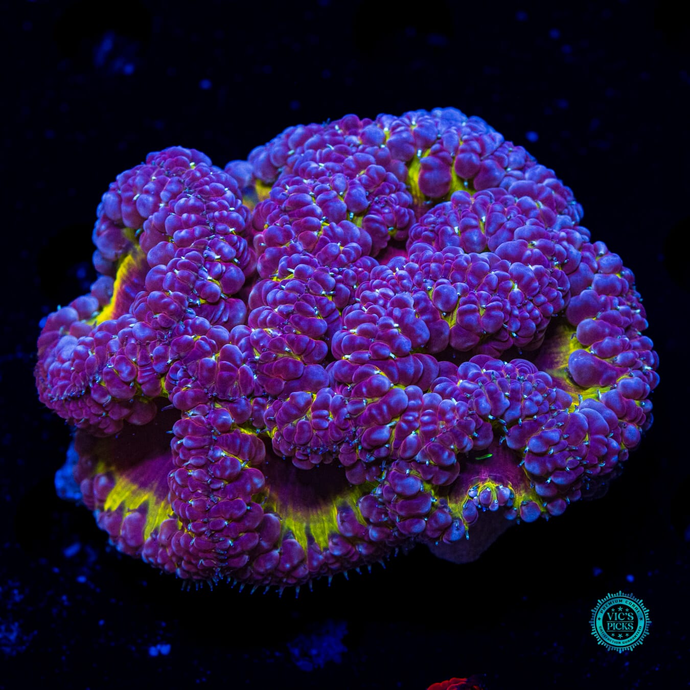 Grapetini Blastomussa - Daylight Photo