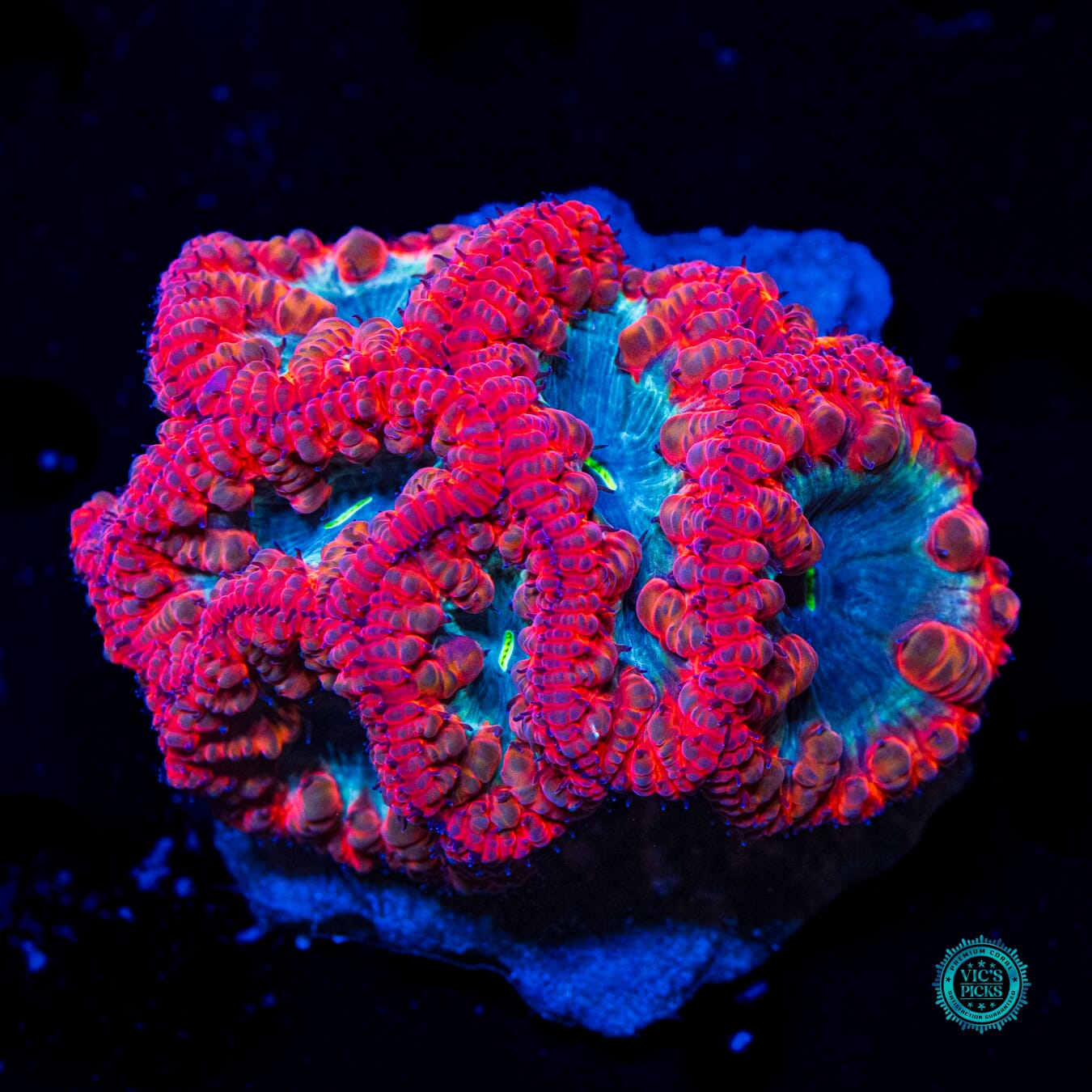 Fire Blasted Blastomussa - Daylight Photo