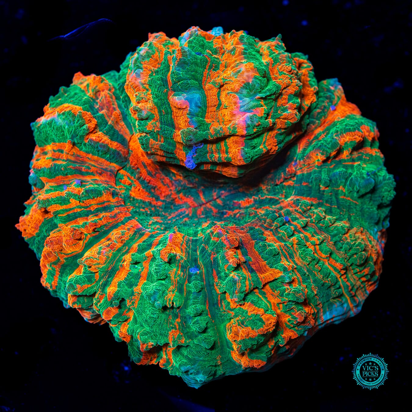 Hurricane Acanthophyllia - Daylight Photo