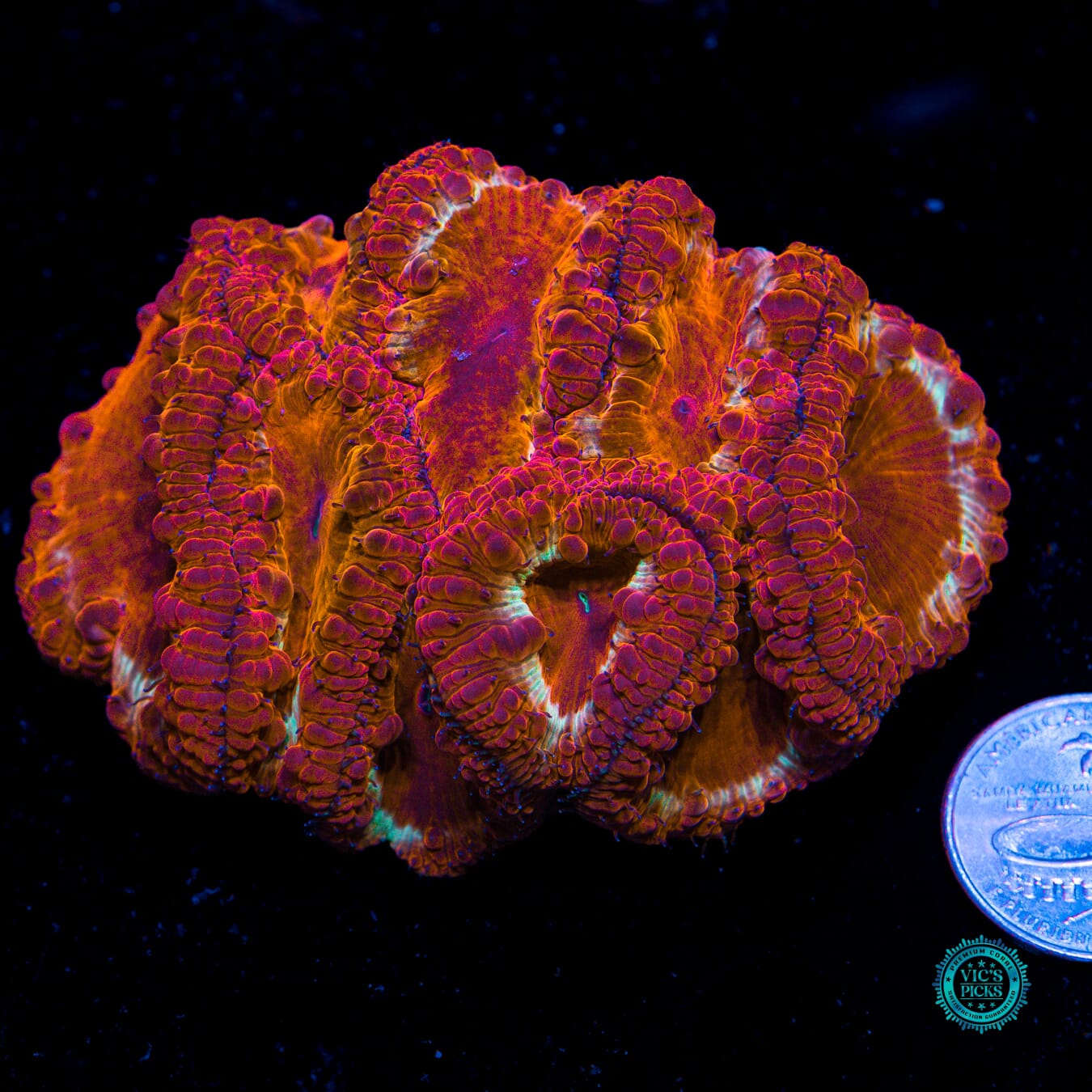 Molten Iron Rings Blastomussa - Actinic Photo