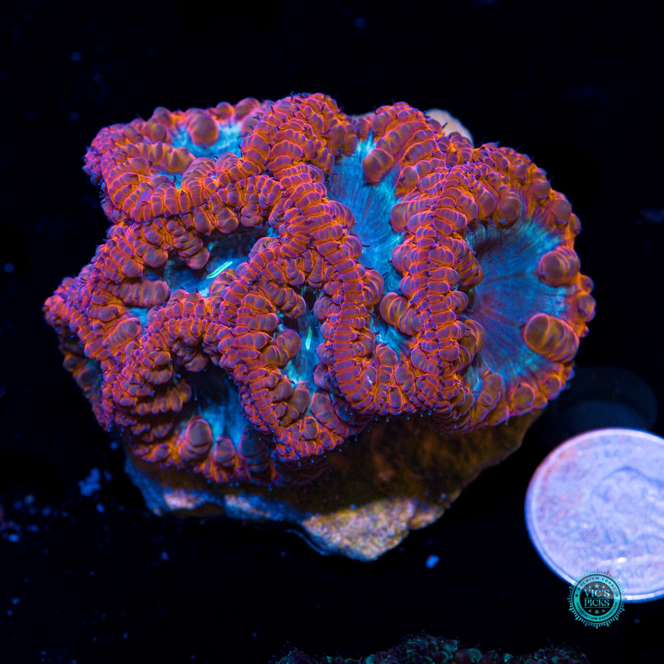 Fire Blasted Blastomussa - Actinic Photo