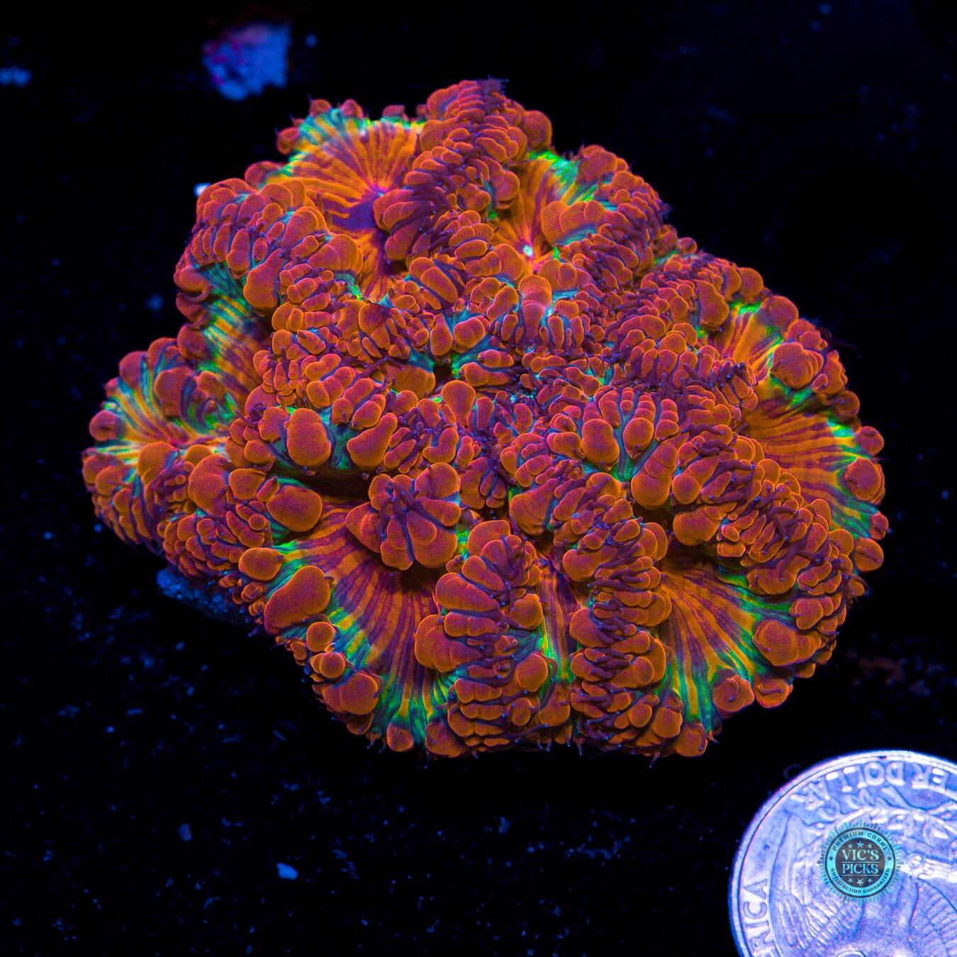 Fire Orchid Blastomussa - Actinic Photo