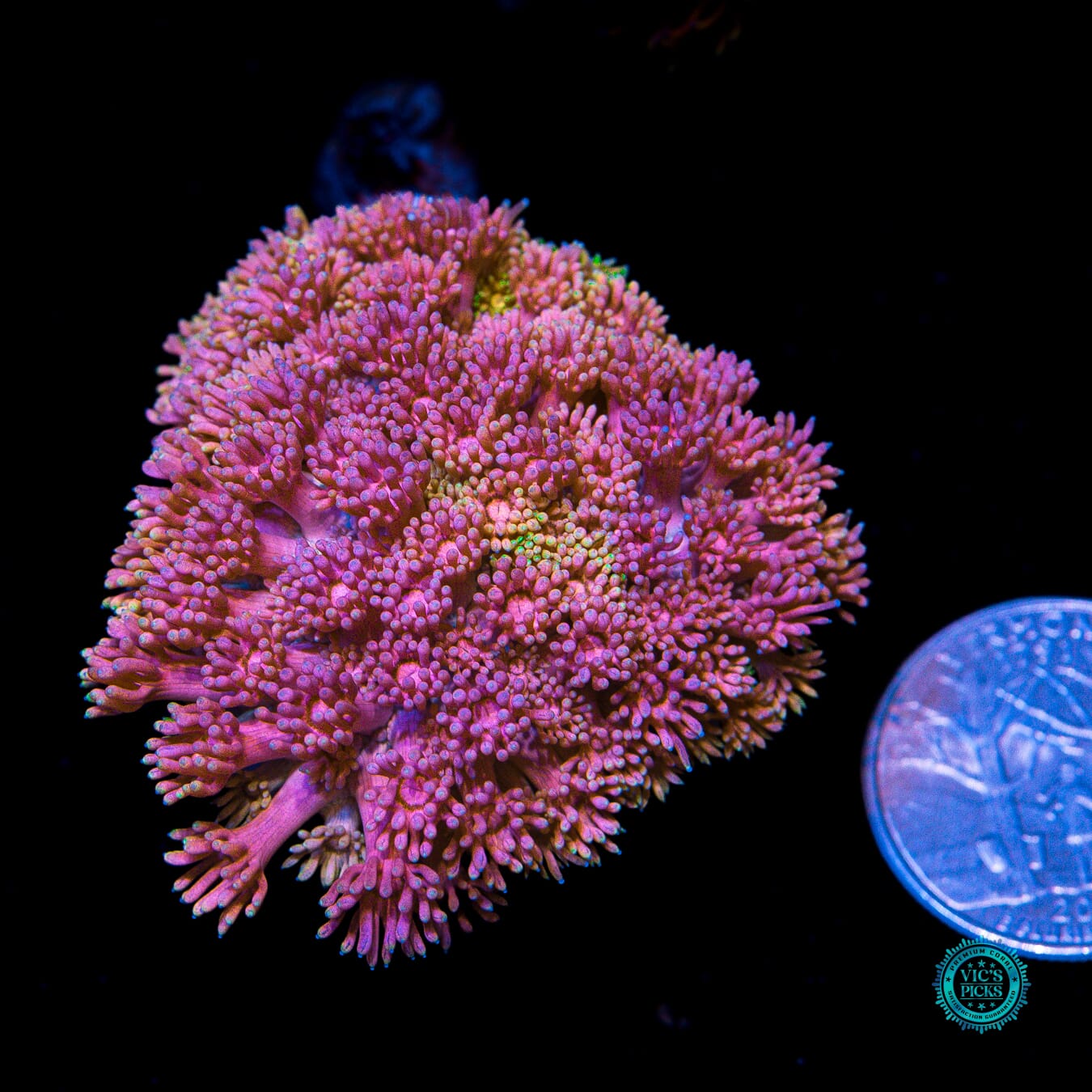 Nuclear Pink Goniopora - Actinic Photo