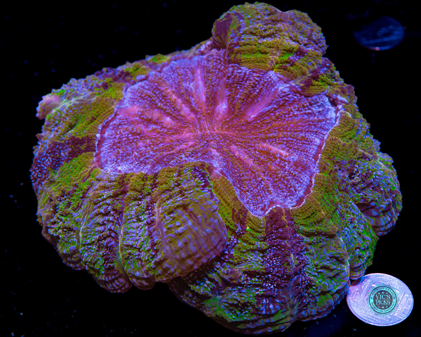 Purple Tiger Acanthophyllia