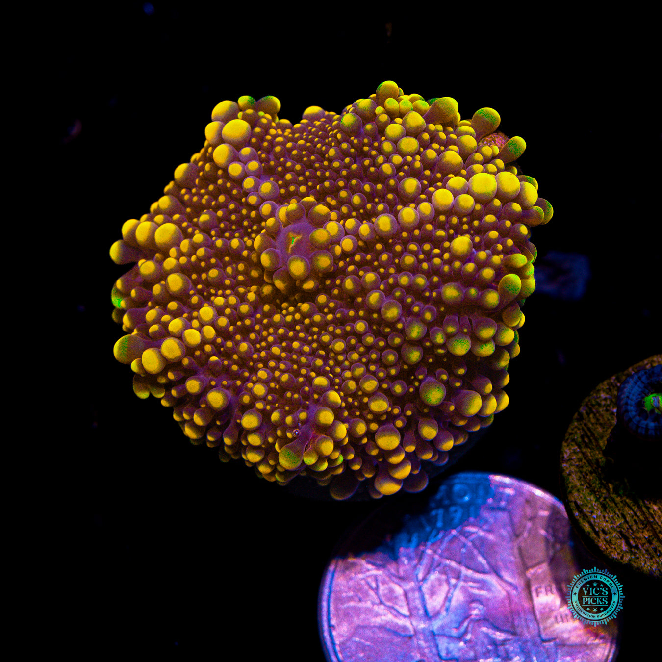 Golden Orb Yuma Mushroom