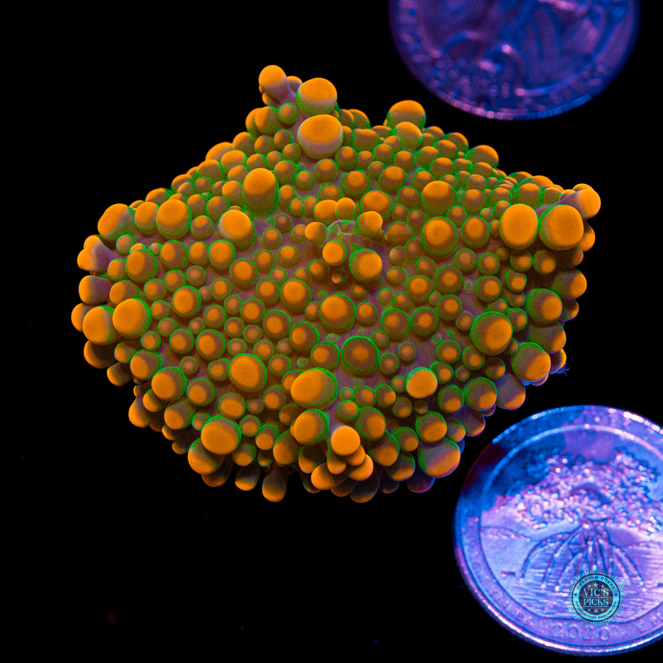 Fire Flower Yuma Mushroom