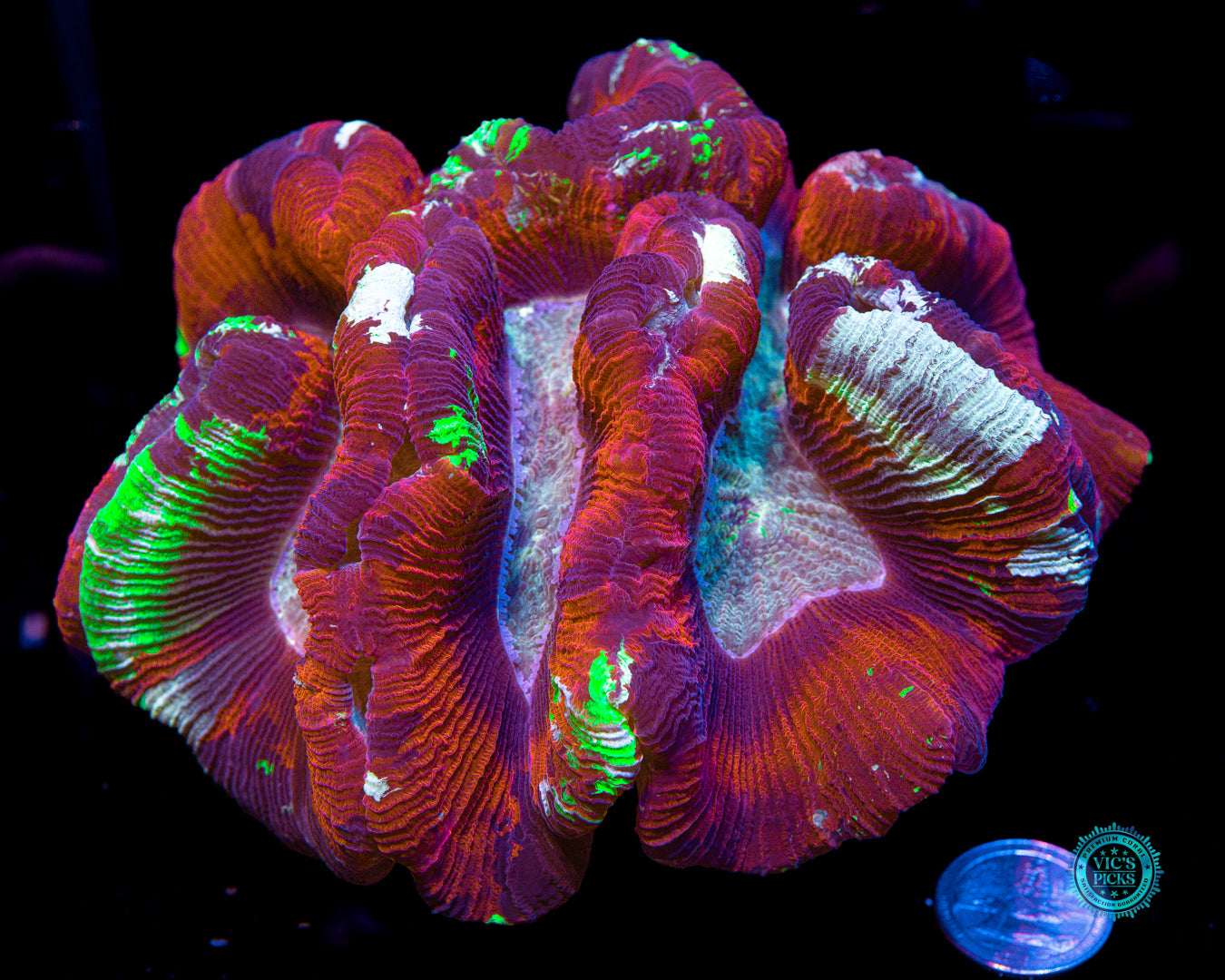 XL Paint Splatter Trachyphyllia