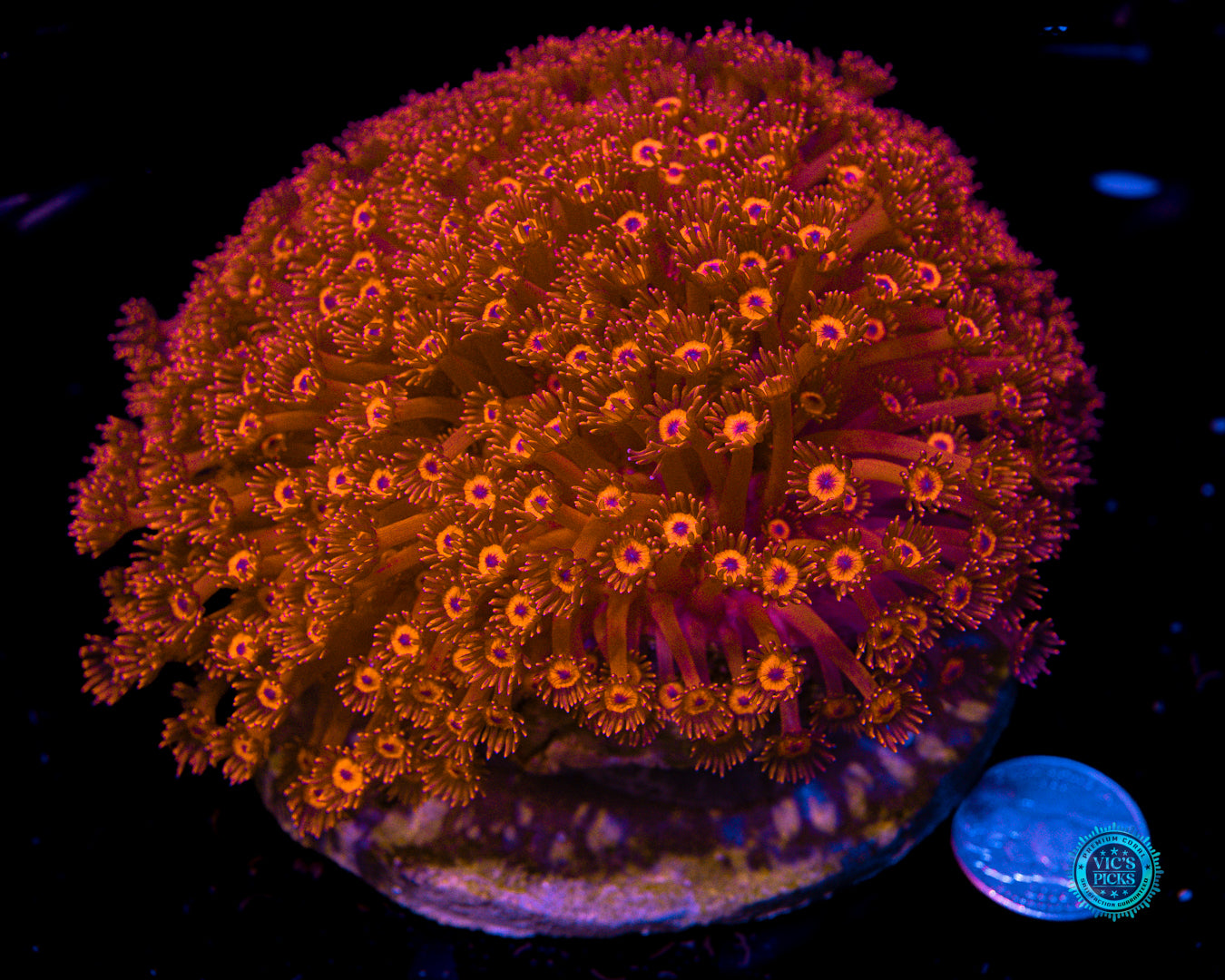 Ragin Rojo Goniopora