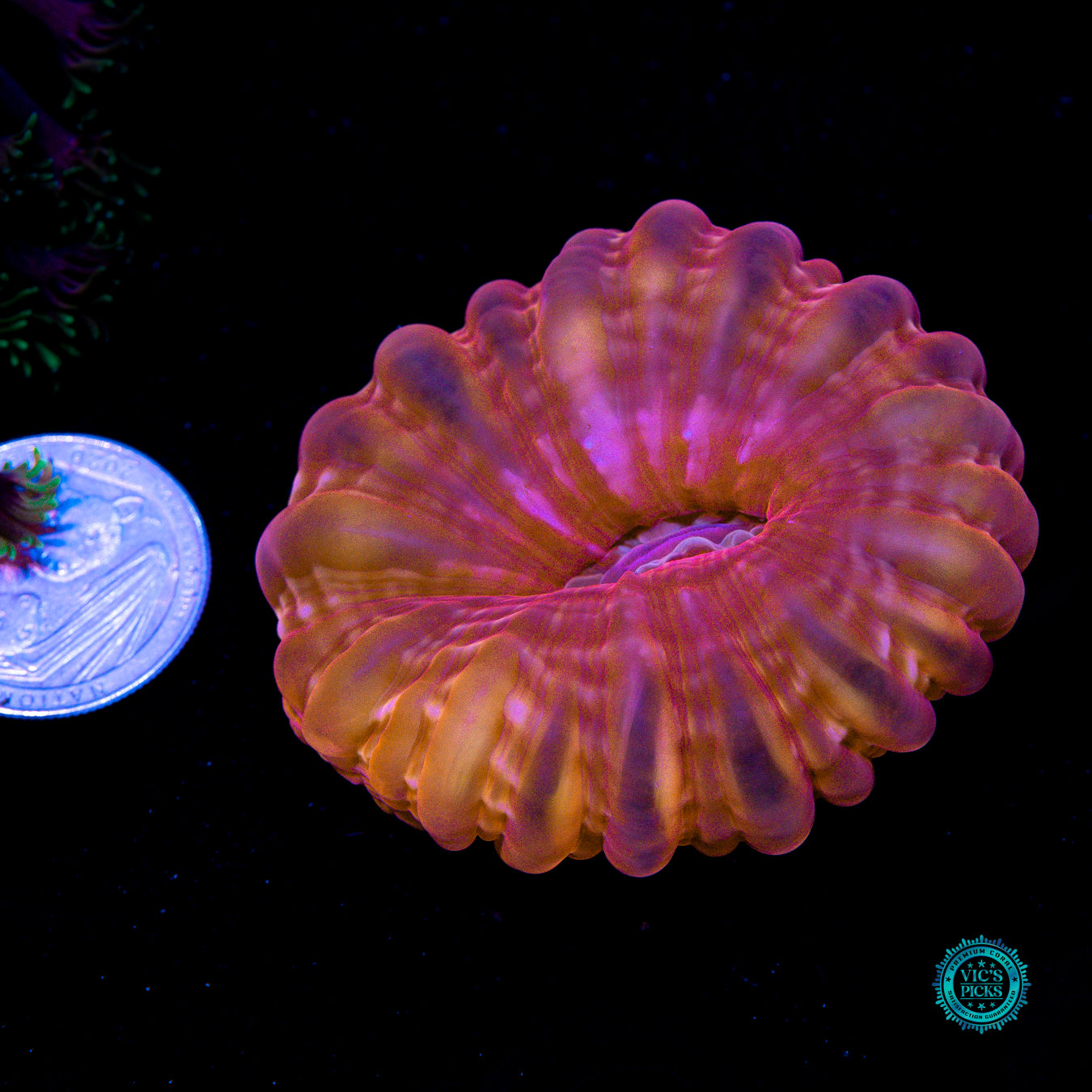 Blood Orange Cynarina