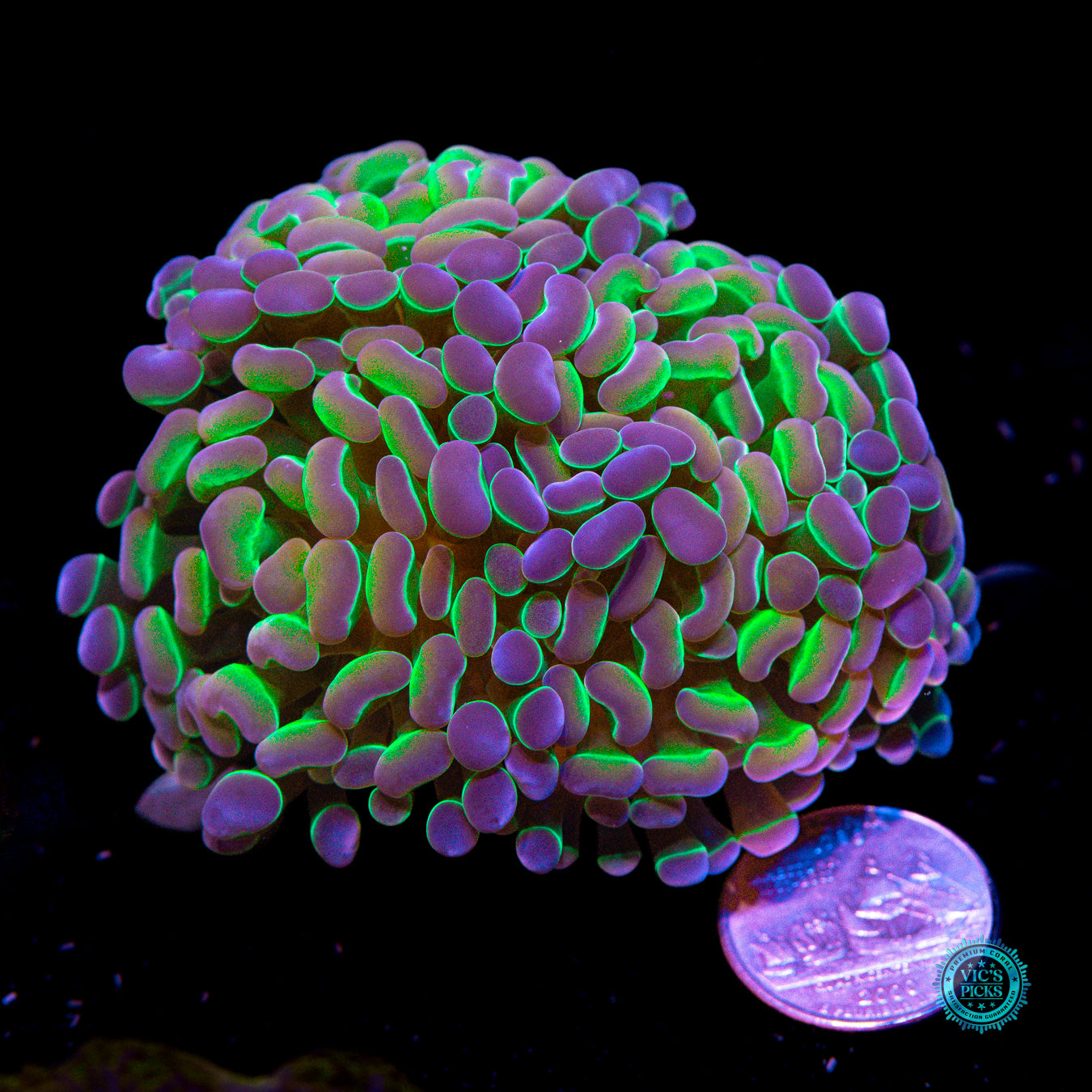 Holy Grail Branching Hammer