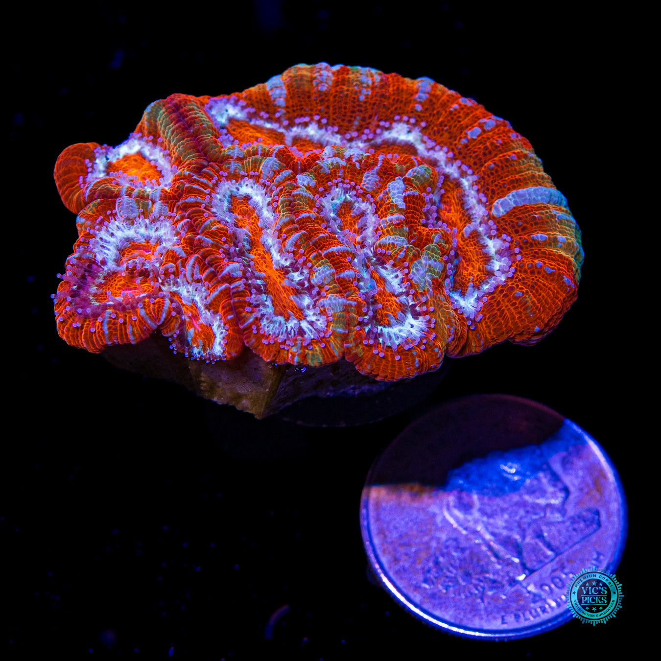 Tiger's Fury Symphyllia Wilsoni