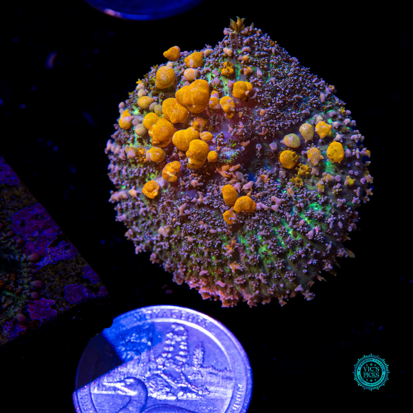 WWC Sunkist Bounce Mushroom