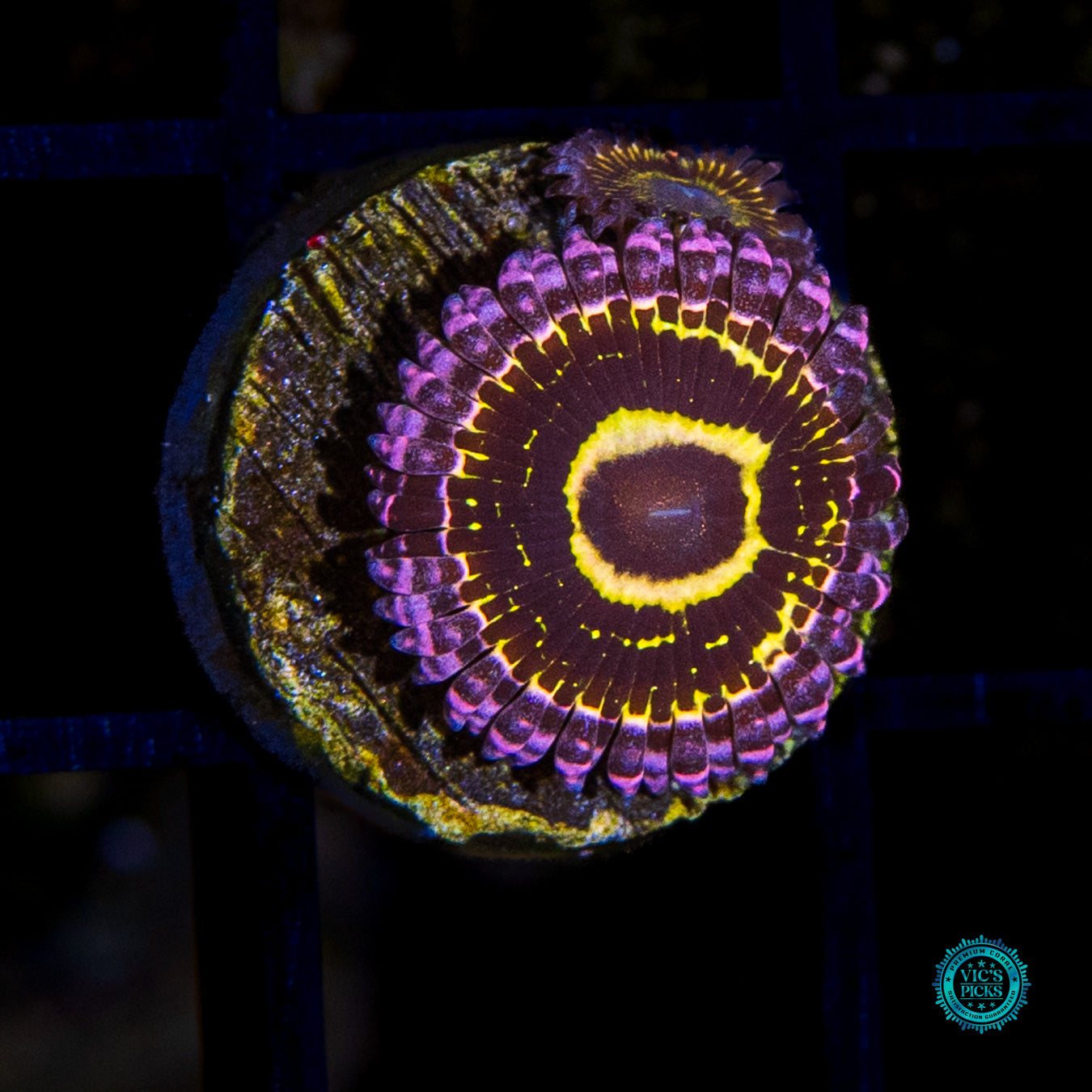 Stratosphere Zoanthid