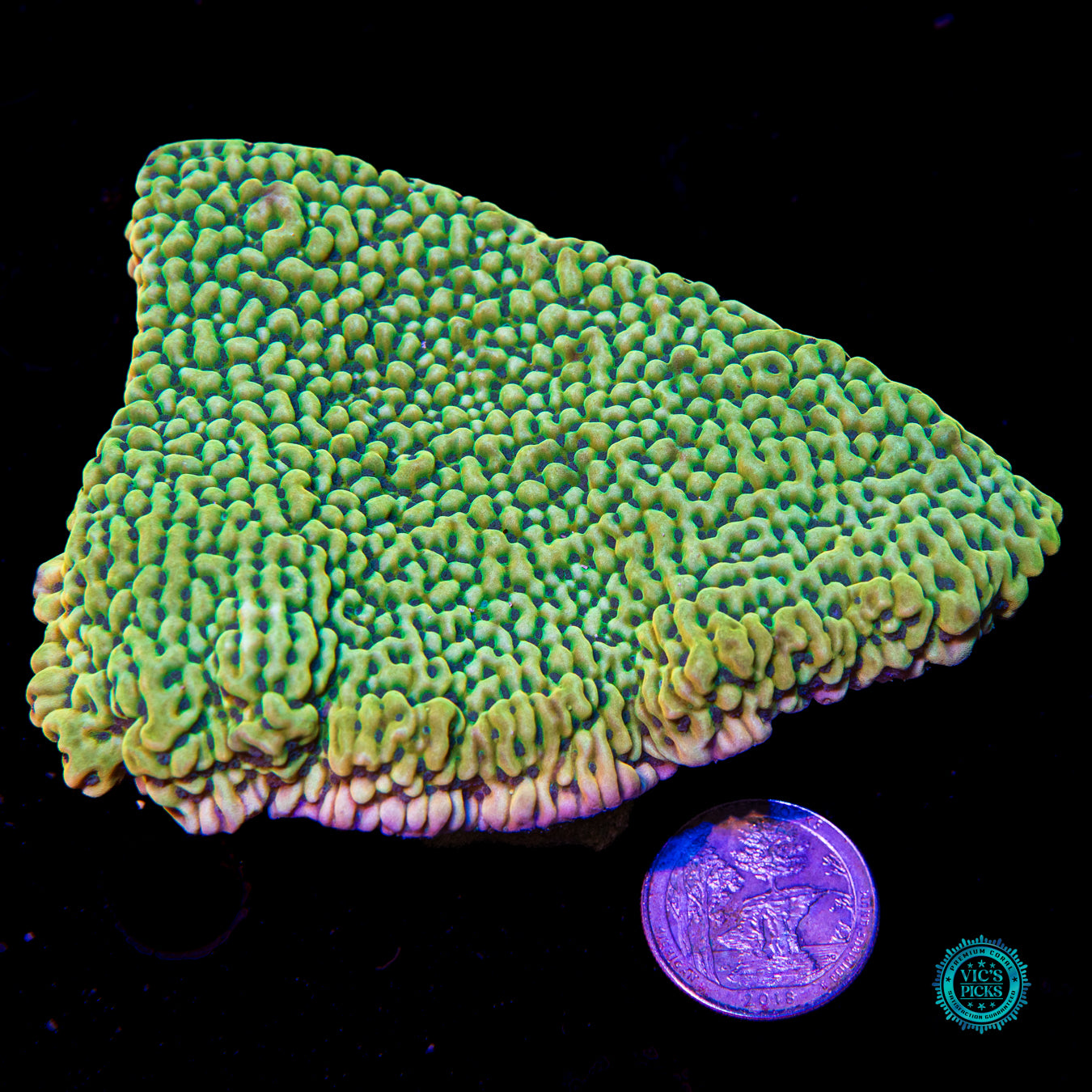 XXL Jason Fox Beach Bum Montipora