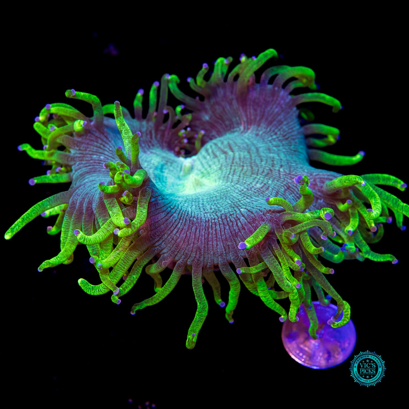 Aquamarine Elegance - Actinic Photo