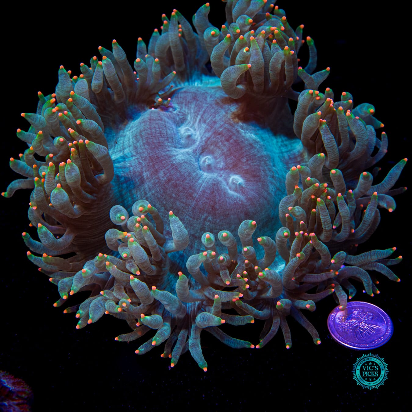 Orange Tipped Elegance - Actinic Photo