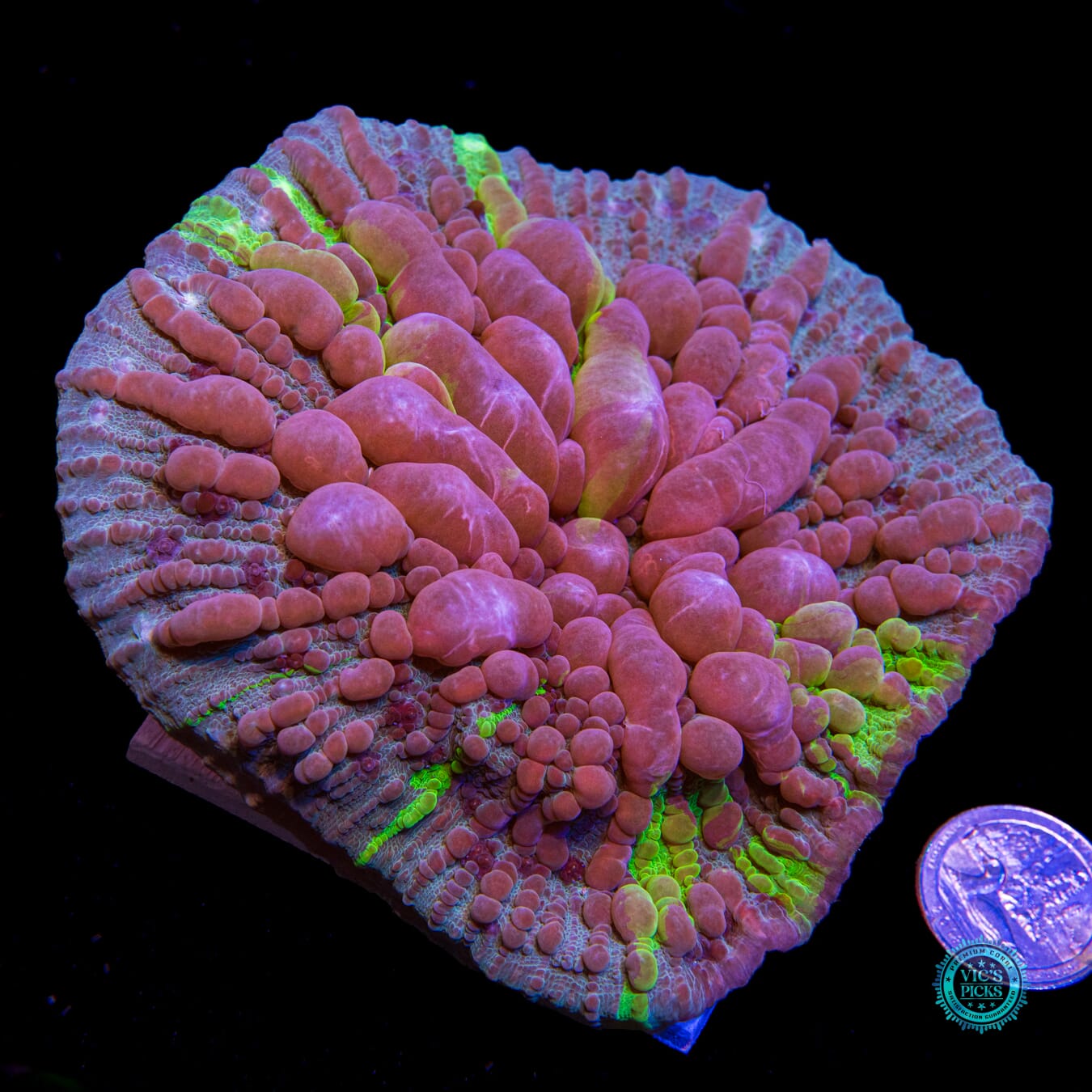 WWC Cosmic Candy Bounce Chalice - Actinic Photo