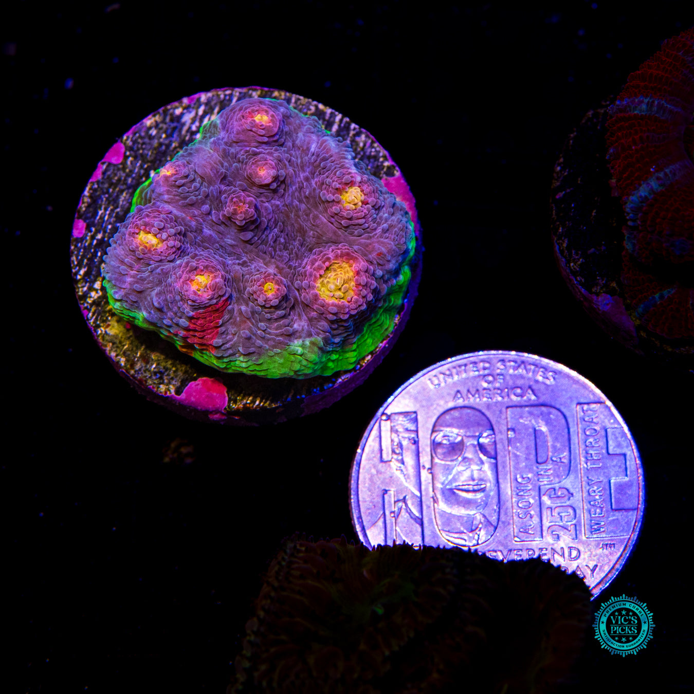 WWC Deja Blue Rainbow Chalice