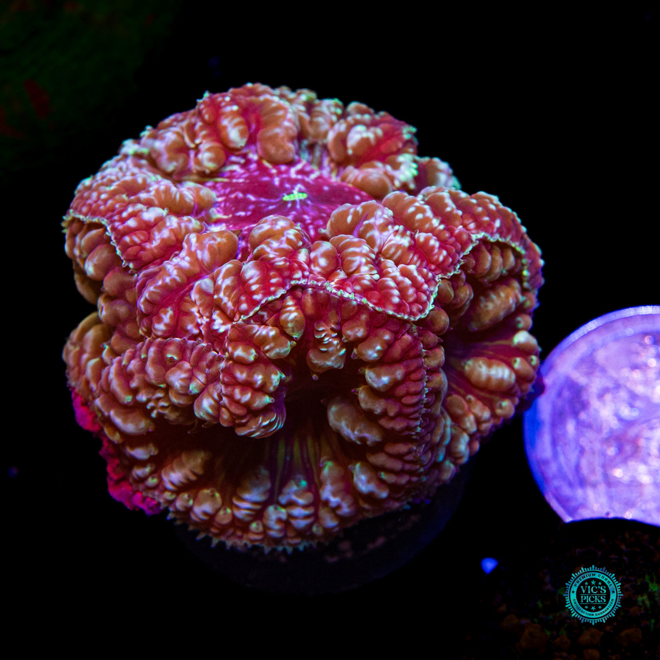 Bloodstone Blastomussa