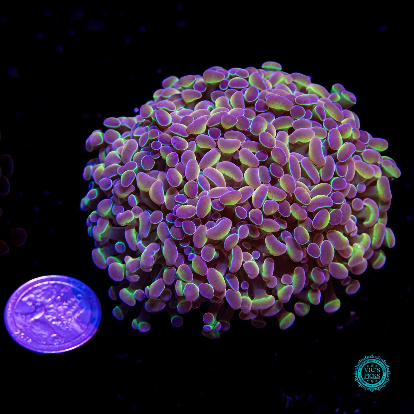 Holy Grail Branching Hammer - Actinic Photo